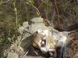 Tiergarten Schönbrunn am 23.03.2023